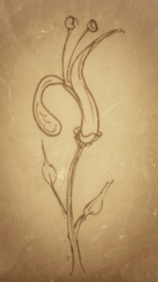 flower-2
