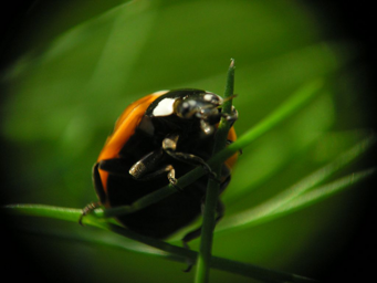 ladybug